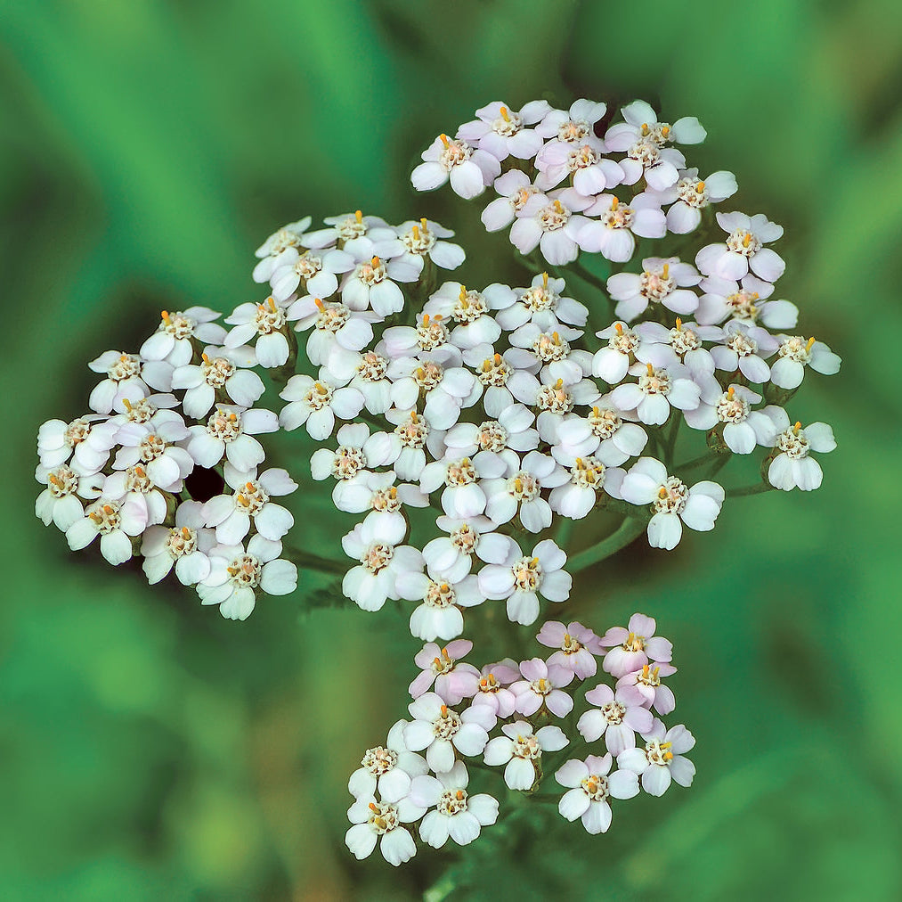 Yarrow Seeds – Sky Blue