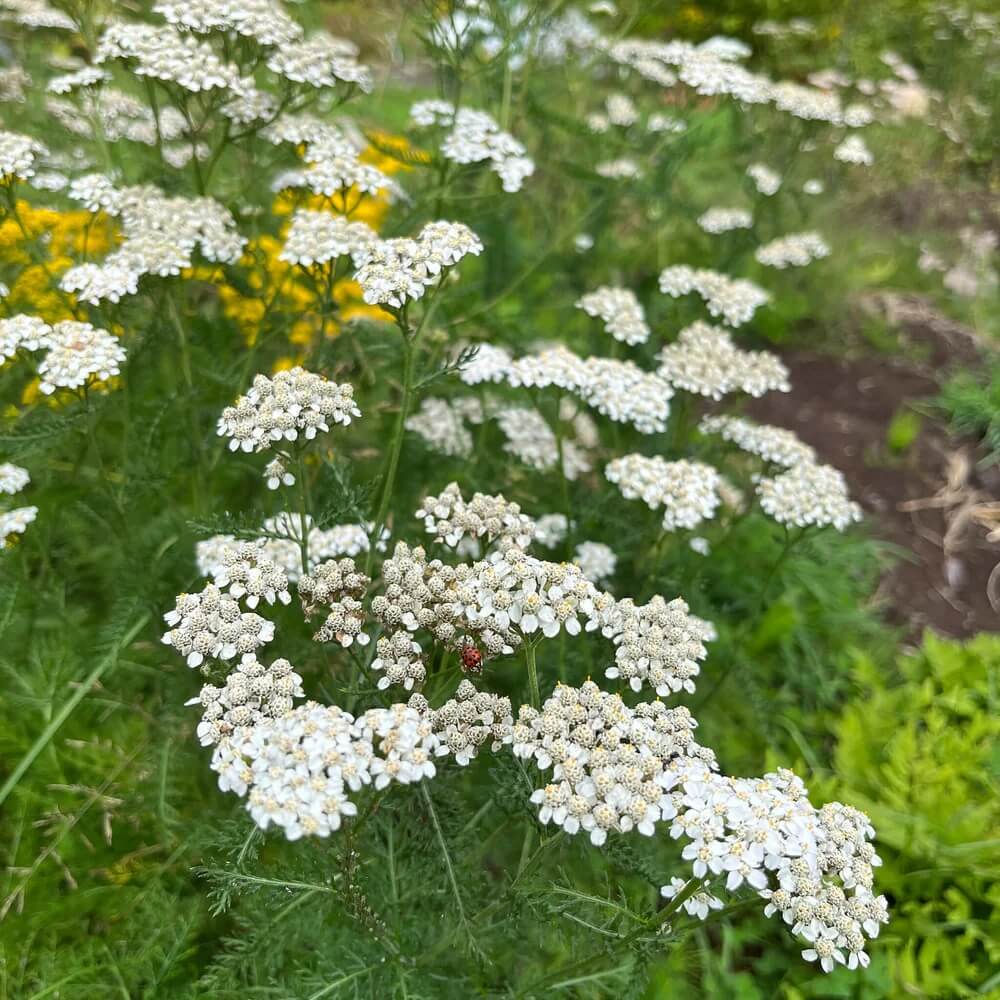 Yarrow Seeds – Sky Blue