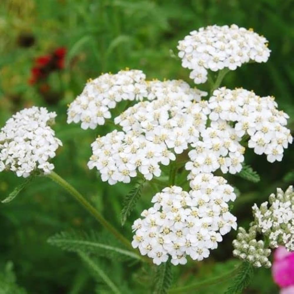 Yarrow Seeds – White

