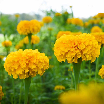 Outdoor Marigold Seeds – Flower Plant