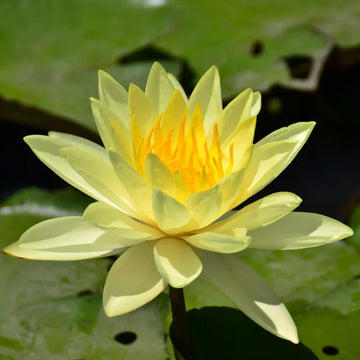 Golden Crown Yellow Center Lotus Seeds – Flower Plant