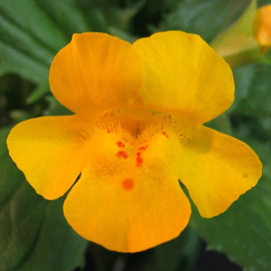 Yellow Erythranthe Seeds – Wildflower Mix, Heirloom
