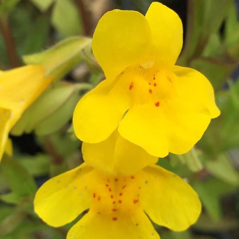 Yellow Erythranthe Seeds – Wildflower Mix, Heirloom