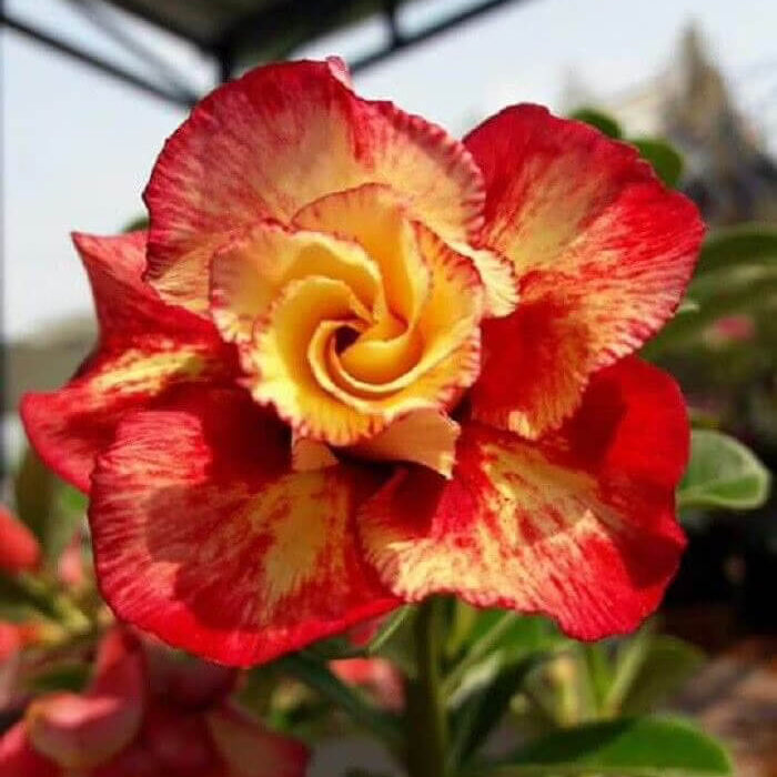 Yellow Red Bellfarm Seeds – Wildflower Mix