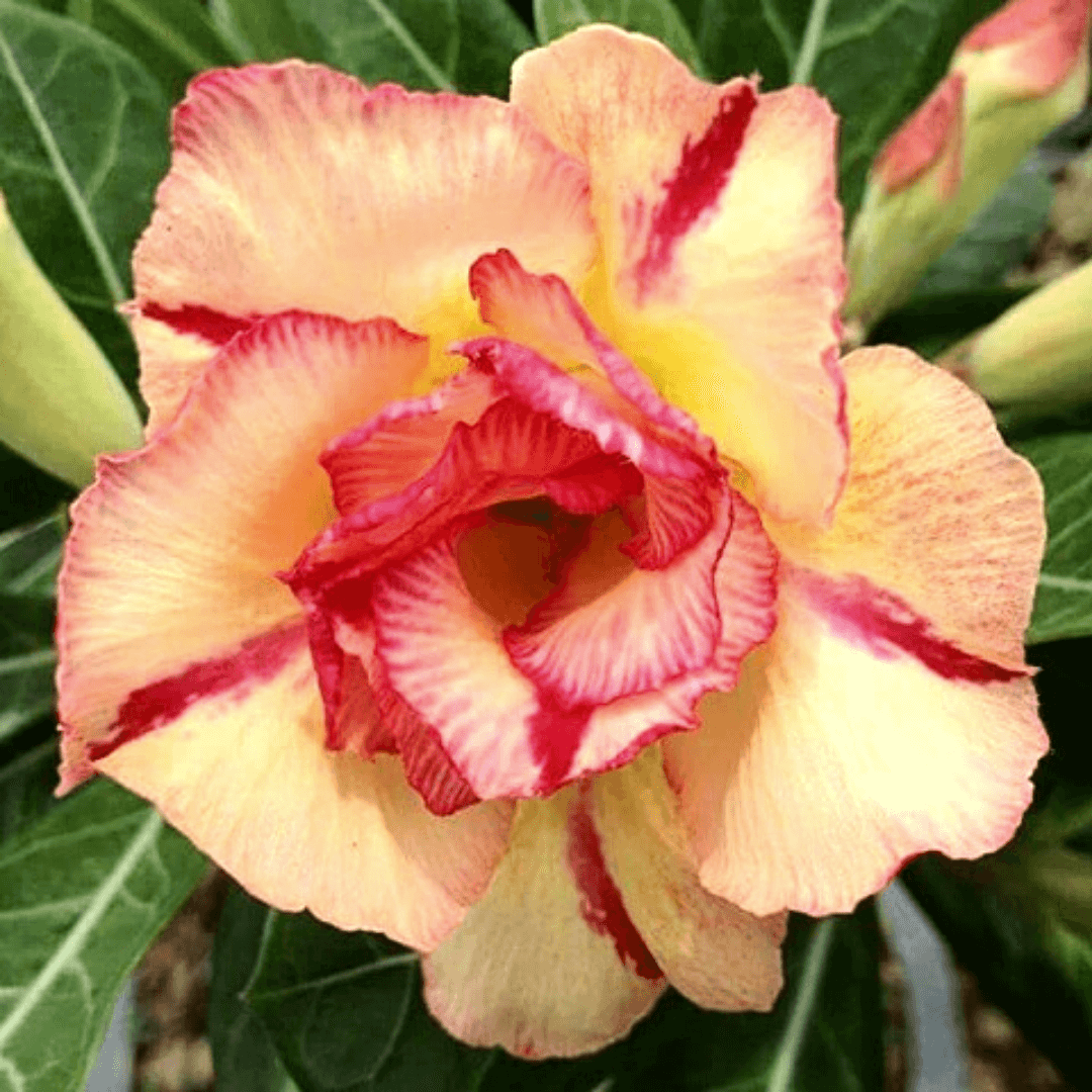 Yellow Red Bellfarm Seeds – Wildflower Mix