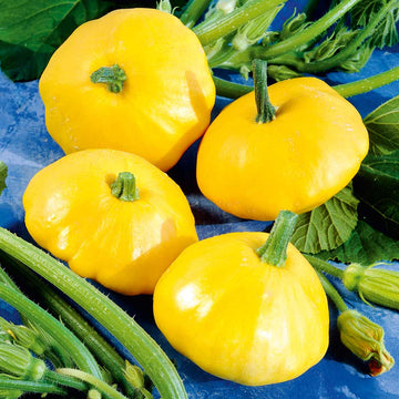 Yellow Scallop Seeds
