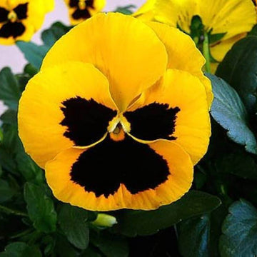 Yellow Swiss Pansy Seeds
