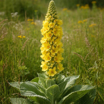 Yellow Verbascum Thapsus Seeds - Herbal Plant