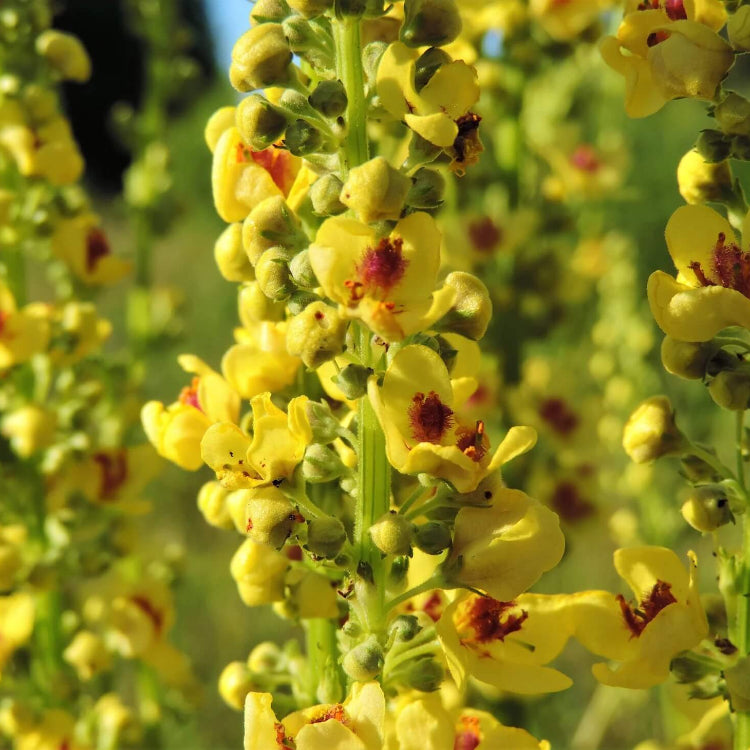 Yellow Verbascum Thapsus Seeds - Herbal Plant