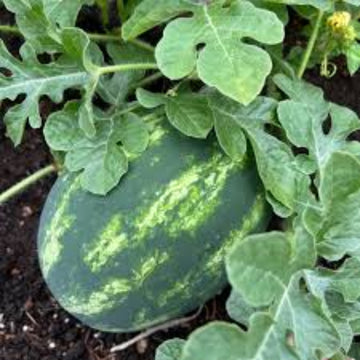 Yellow Watermelon Seeds 