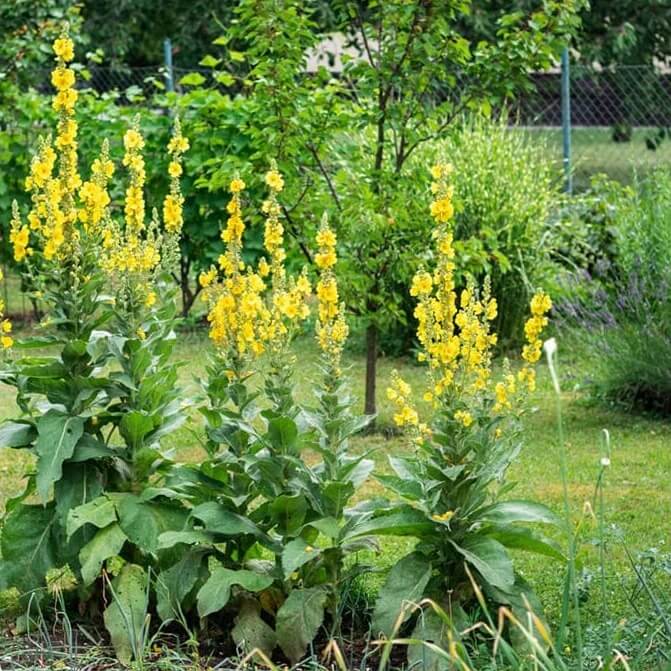 Yellow Woolly Mullein Seeds - Herbal Plant