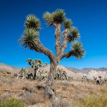 Yucca Brevifolia Seeds (Joshua Tree)