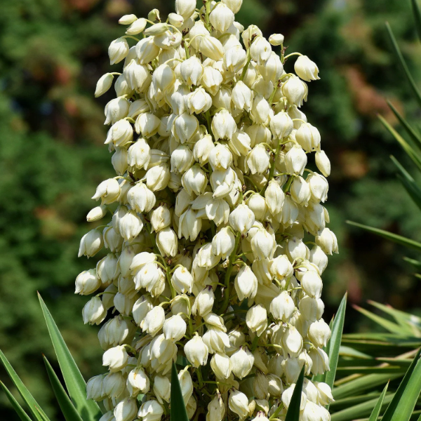 Yucca Seeds – Glauca