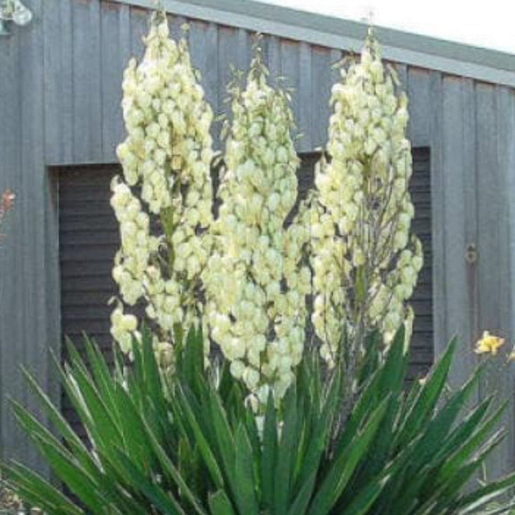Yucca Seeds – Glauca