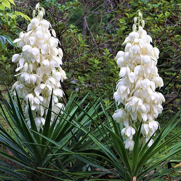 Yucca Seeds – Hardy Desert Plant
