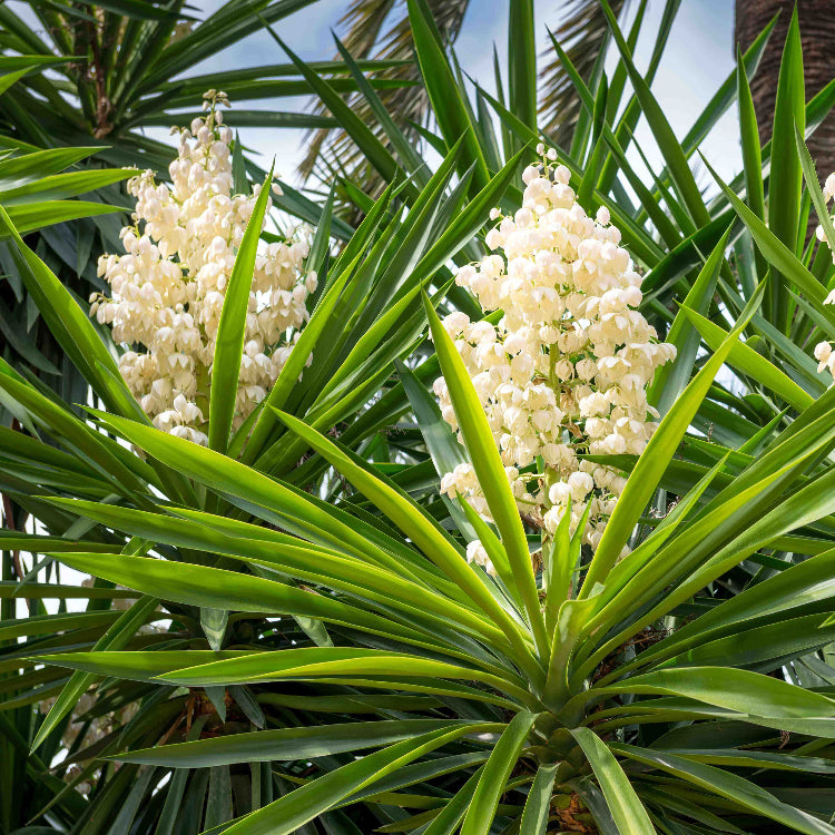 Yucca Plant Seeds - Flower Plant