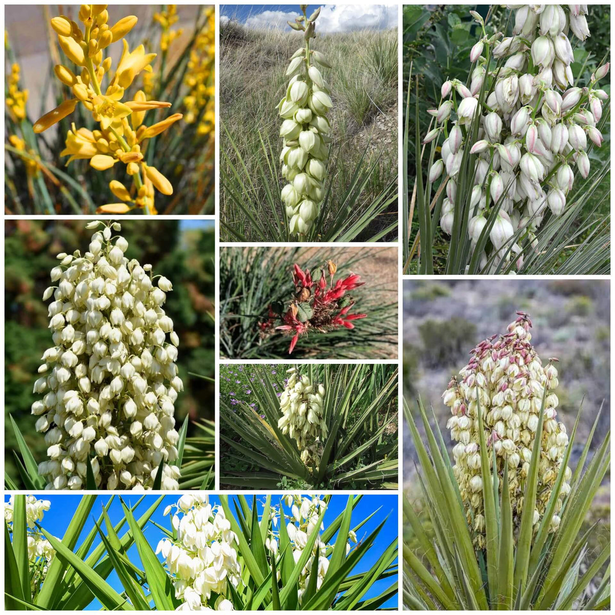 Yucca Seeds - All In One For Home Gardens