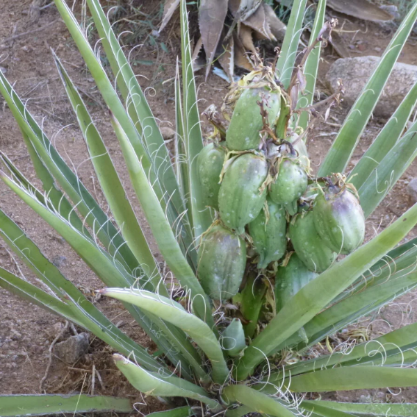 Yucca Seeds – Banana Yucca