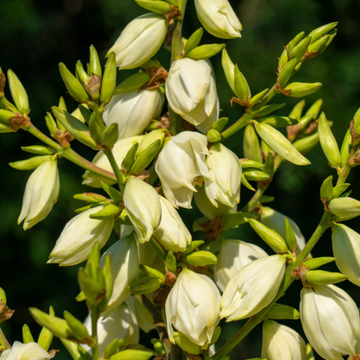 Yucca Seeds – Glauca