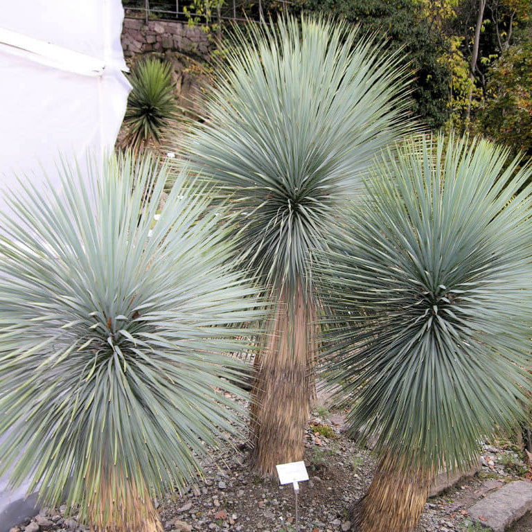 Yucca Seeds – Thompsoniana