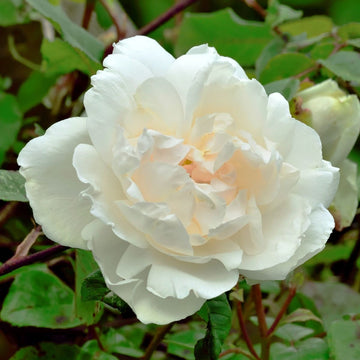 Climbing Madame Alfred Carriere Rose Seeds – Flower Plant