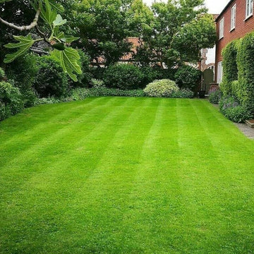 Zen 400 Zoysia Seeds - Flower Plant