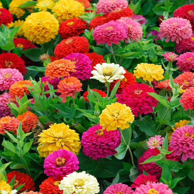 Zinnia Seeds - Bright Mix