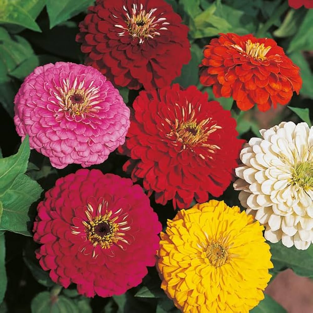 Zinnia Seeds