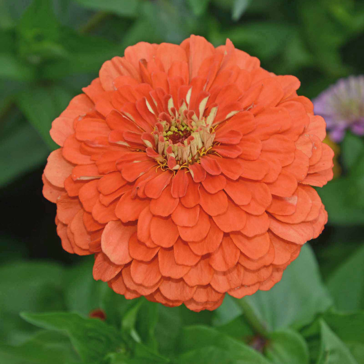 Zinnia Seeds – Elegans Orange
