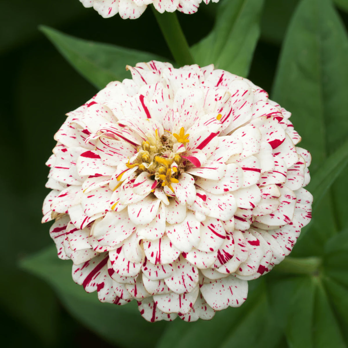 Zinnia Seeds – Peppermint Stick