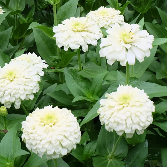 Zinnia Seeds – Polar Bear