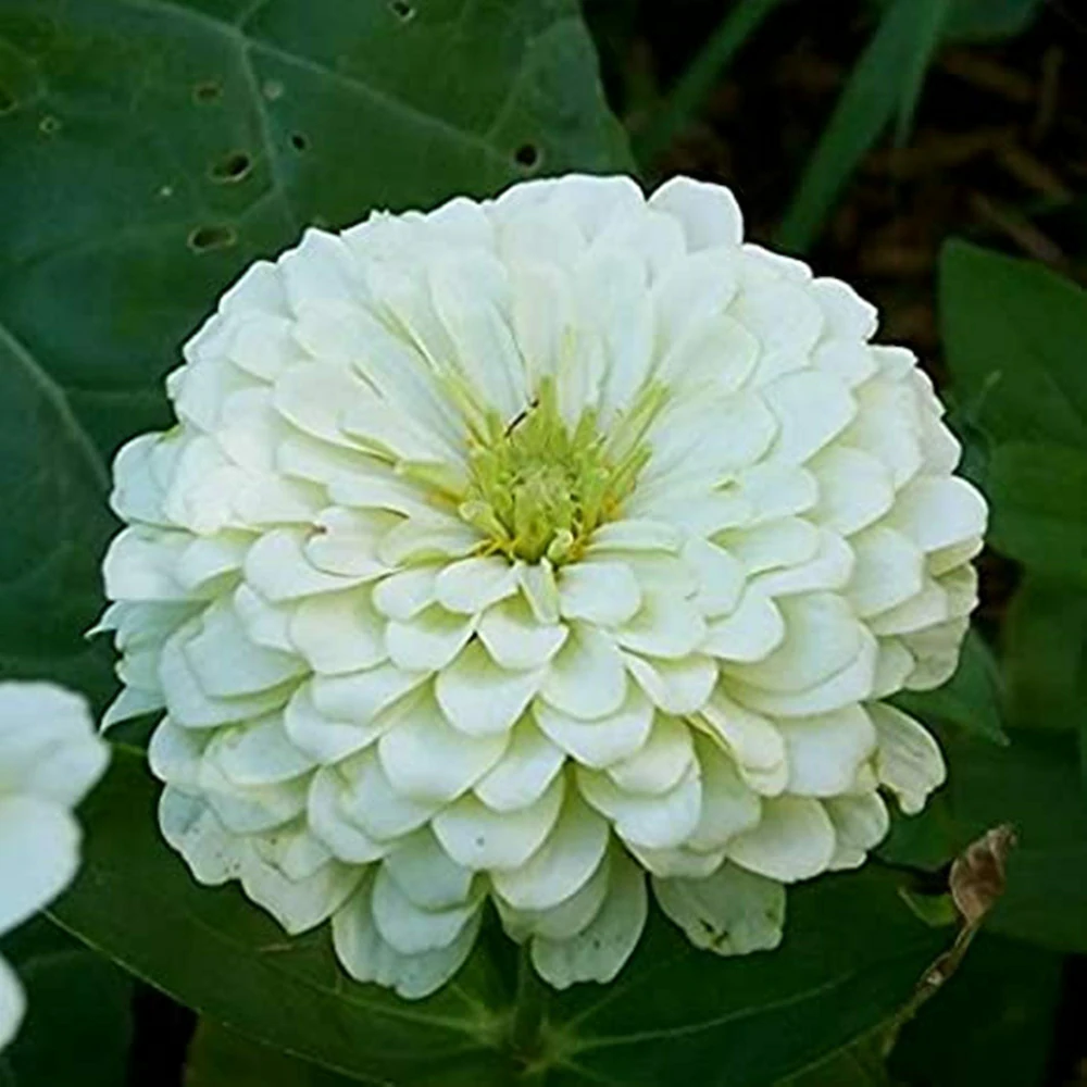 Zinnia Seeds – Polar Bear