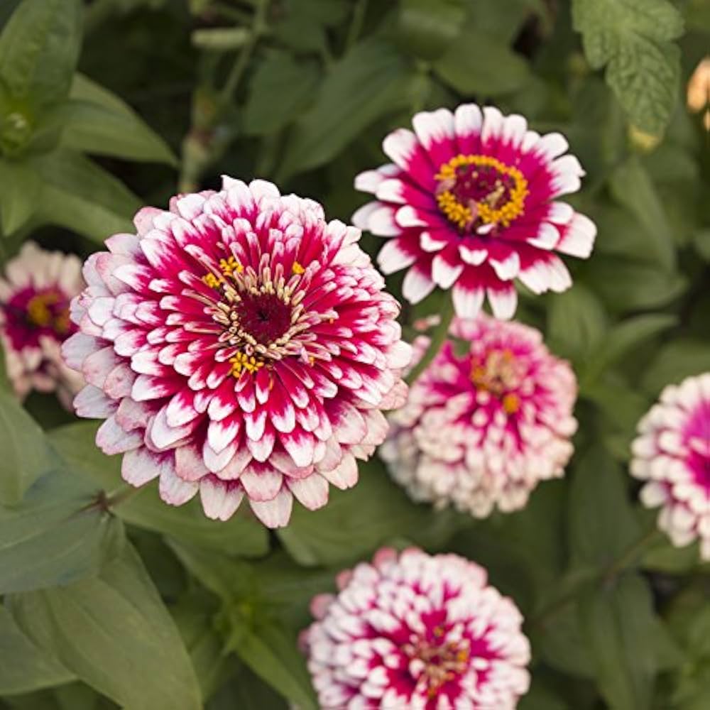 Zinnia Seeds – Red Cream