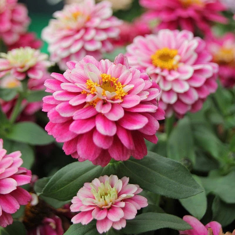 Zinnia Seeds – Double Mixed