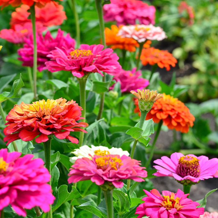Zinnia Seeds – Giant Cactus