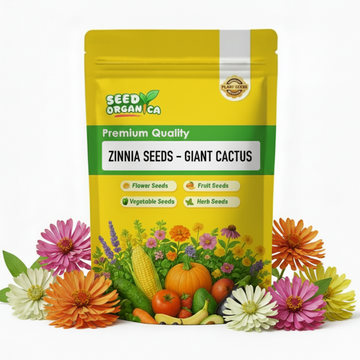 Zinnia Seeds – Giant Cactus