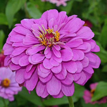 Zinnia Seeds – Lavender