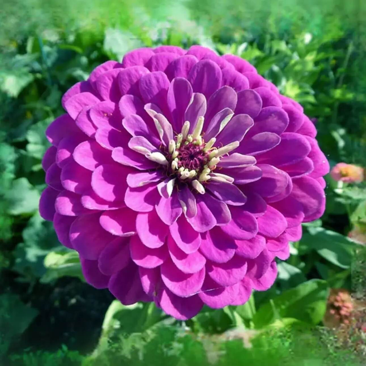 Zinnia Seeds – Lavender