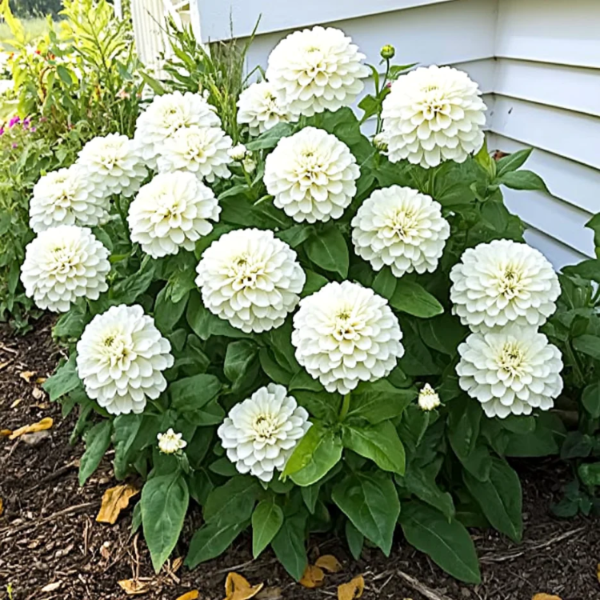 Zinnia Seeds – Polar Bear