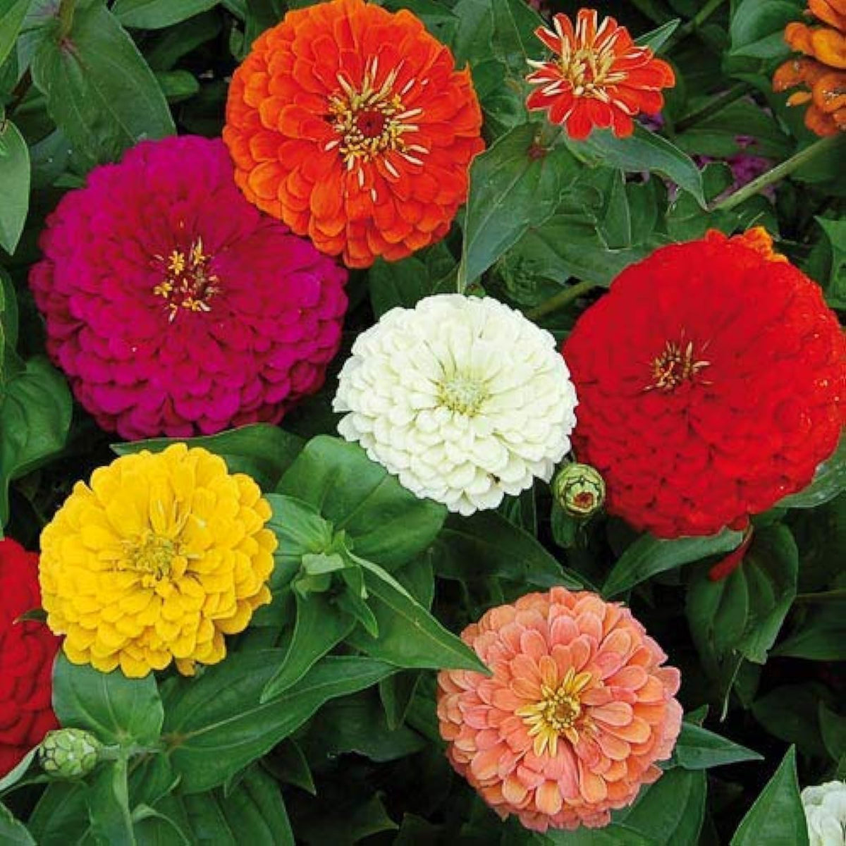 Zinnia Seeds – Vibrant Blooms
