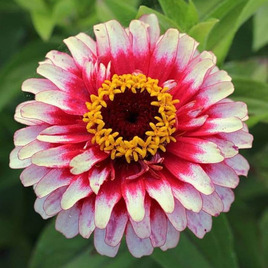 Zinnia Seeds – Vibrant White Pink
