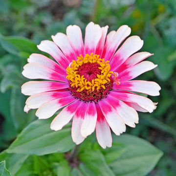 Zinnia Seeds – Vibrant White Pink