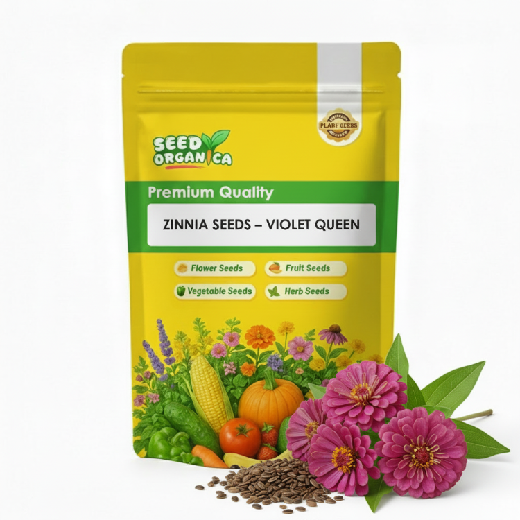 Zinnia Seeds – Violet Queen