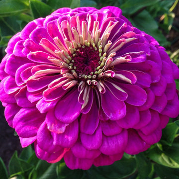 Zinnia Seeds – Violet Queen Heirloom