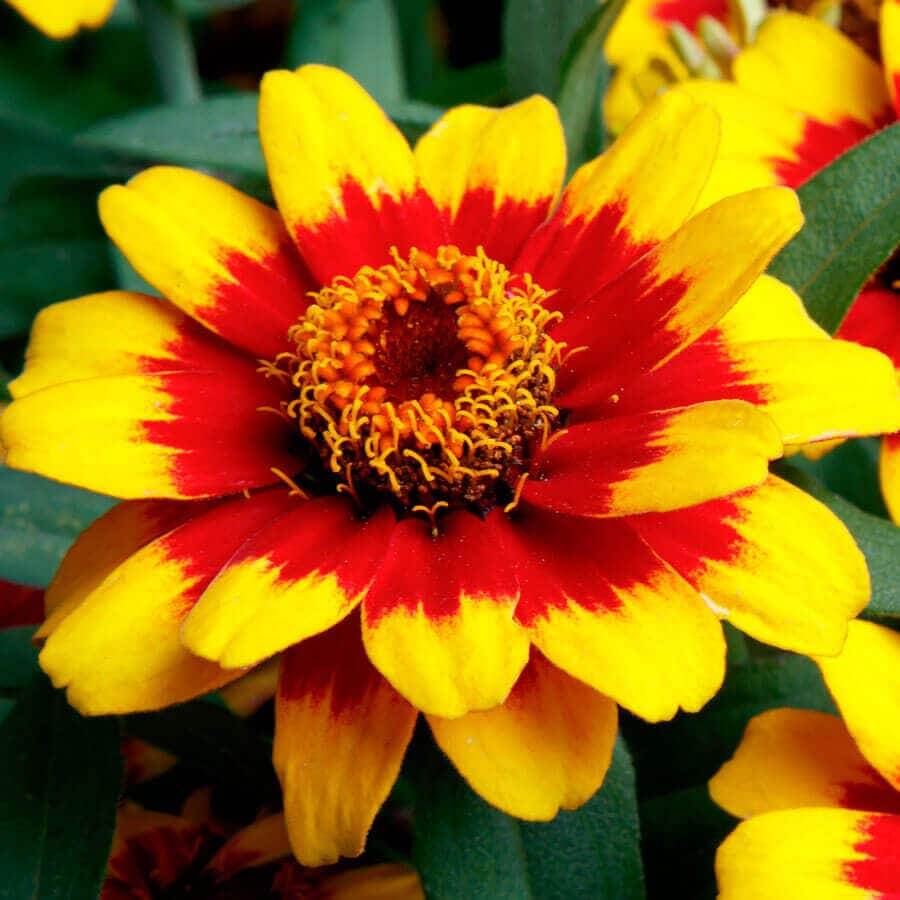 Zinnia Seeds – Yellow Red