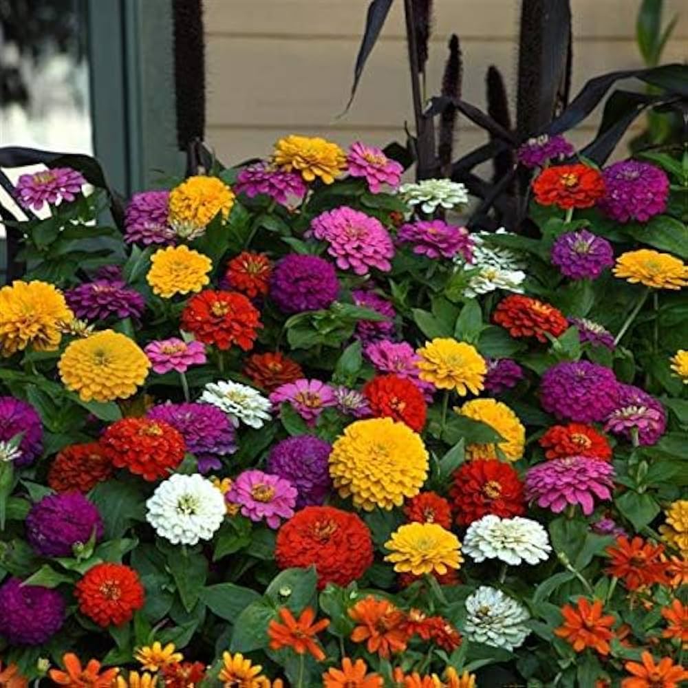 Zinnia Seeds – Vibrant Blooms
