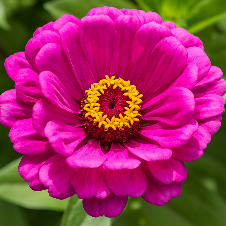 Zinnia Seeds – Violet Queen Heirloom