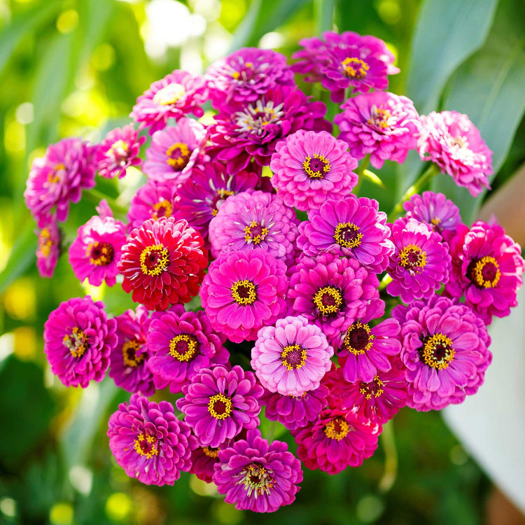 Zinnia Seeds – Violet Queen Heirloom