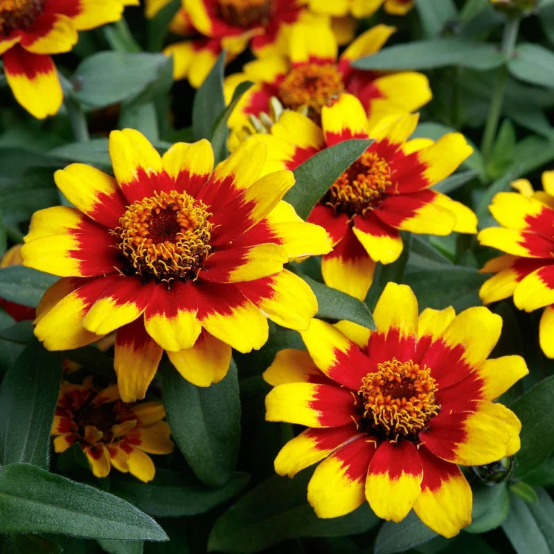 Zinnia Seeds – Yellow Red