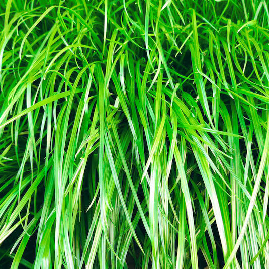 Zoysia Japonica Seeds - Flower Plant